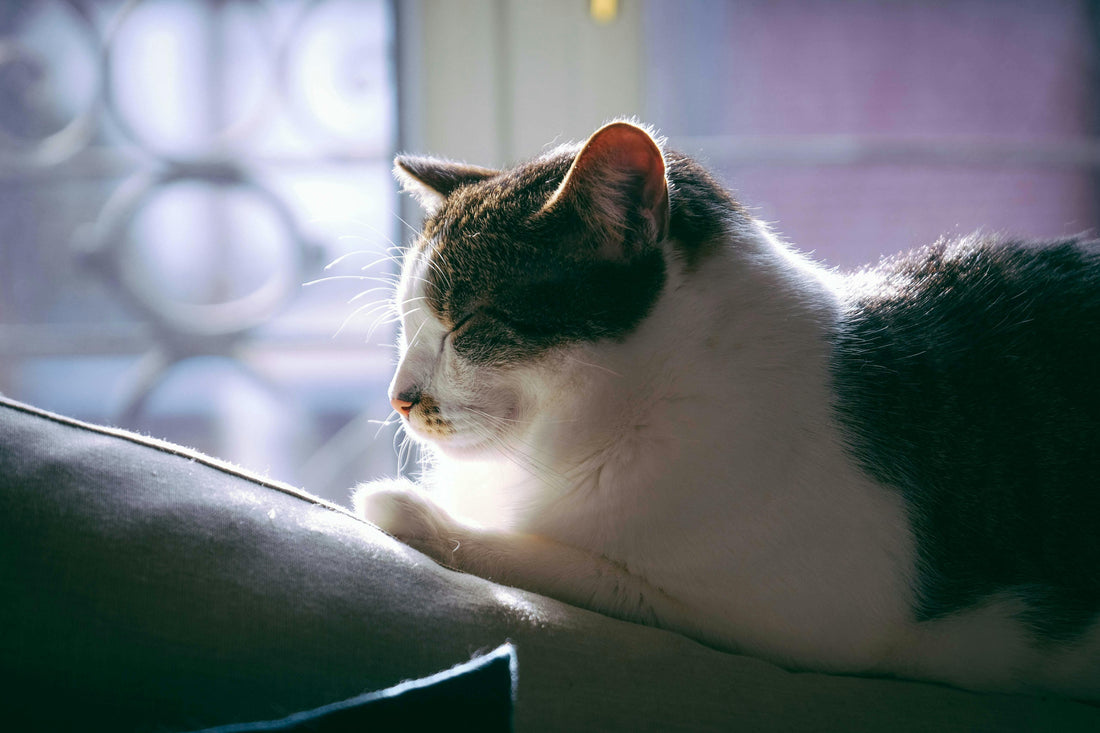 Cat resting peacefully at home alone — tips for leaving your cat safely while you travel.