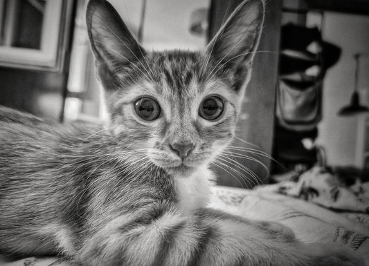 Prisma as a kitten — the curious indoor cat that inspired GAT Original