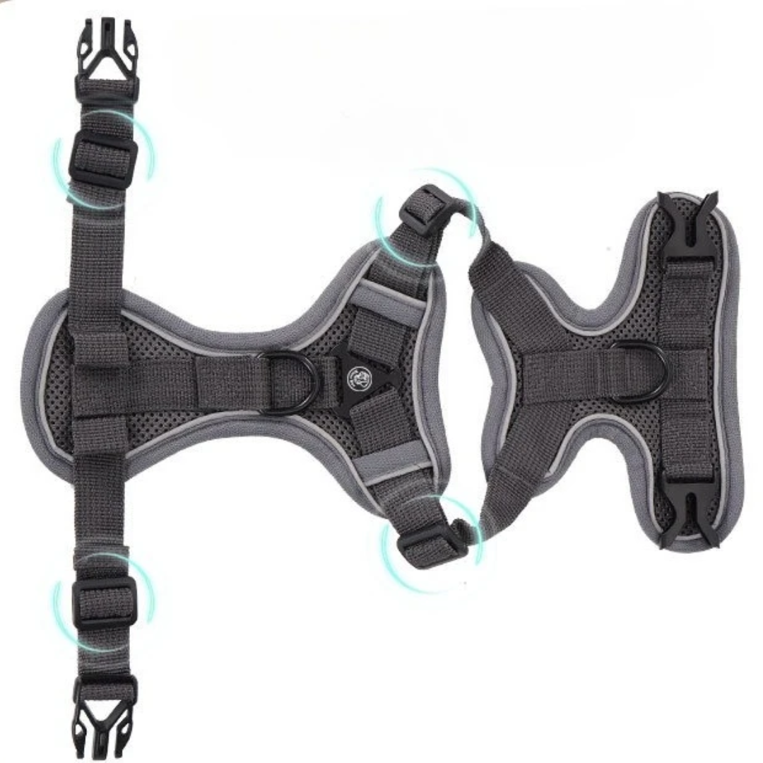 Cat wearing GAT Explorer Harness outdoors in the park – Safe and comfortable for walks